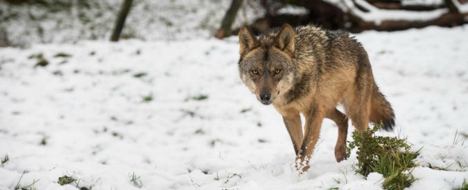 Knowsley Safari handout photo of an Iberian Wolf after snow fell at the Merseyside attraction.  PRESS ASSOCIATION Photo. Picture date: Thursday January 29, 2015. Photo credit should read: Knowsley Safari/PA WireNOTE TO EDITORS: This handout photo may only be used in for editorial reporting purposes for the contemporaneous illustration of events, things or the people in the image or facts mentioned in the caption. Reuse of the picture may require further permission from the copyright holder. Lapresse Only italy